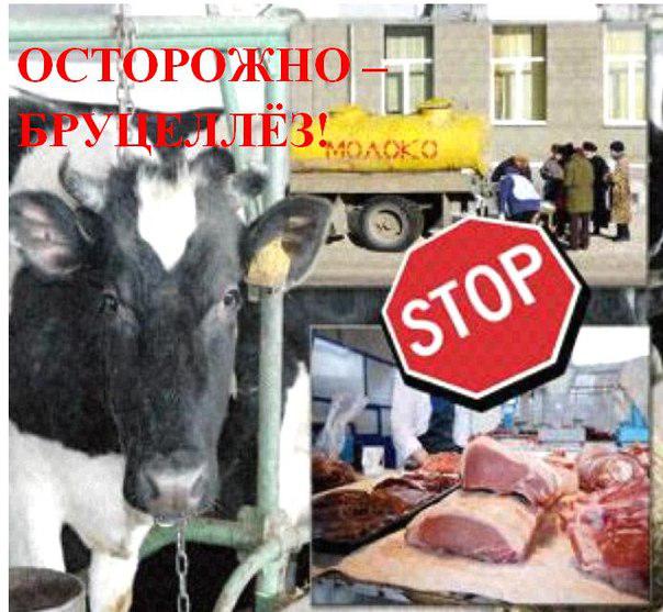БРУЦЕЛЛЕЗ