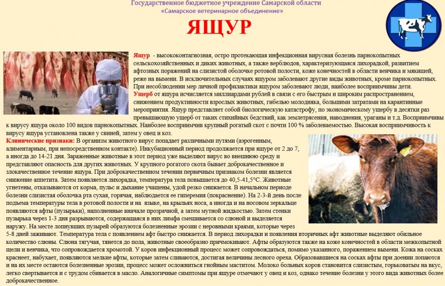 Ящур